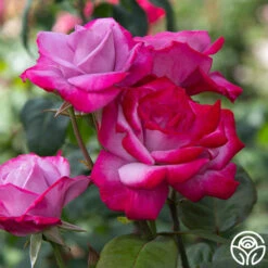 Paradise™ -RoseLuxe Shop paradise 2 8