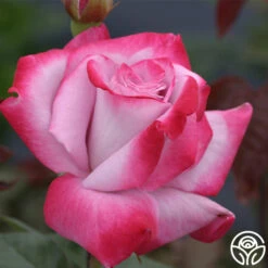 Paradise™ -RoseLuxe Shop paradise 3 8