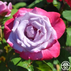 Paradise™ -RoseLuxe Shop paradise 5 8