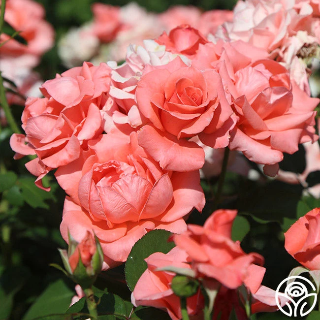 Paris De Yves St. Laurent ™ 9 Paris De Yves St. Laurent ™ - Image 9