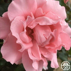 Paris De Yves St. Laurent ™ 17 Paris De Yves St. Laurent ™ -RoseLuxe Shop paris de yves st. laurent 3