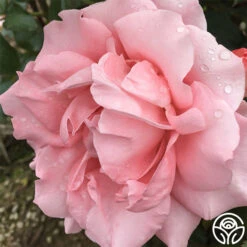 Paris De Yves St. Laurent ™ 19 Paris De Yves St. Laurent ™ -RoseLuxe Shop paris de yves st. laurent 4