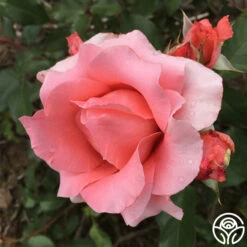 Paris De Yves St. Laurent ™ 25 Paris De Yves St. Laurent ™ -RoseLuxe Shop paris de yves st. laurent 8