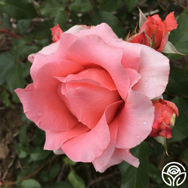 Paris De Yves St. Laurent ™ 12 Paris De Yves St. Laurent ™ - Image 12