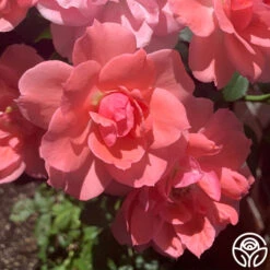 Passionate Kisses® -RoseLuxe Shop passionate kisses 13