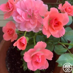 Passionate Kisses® -RoseLuxe Shop passionate kisses 15