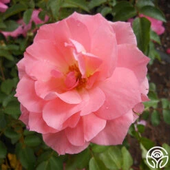 Passionate Kisses® -RoseLuxe Shop passionate kisses 2 1