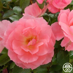 Passionate Kisses® -RoseLuxe Shop passionate kisses 3 1