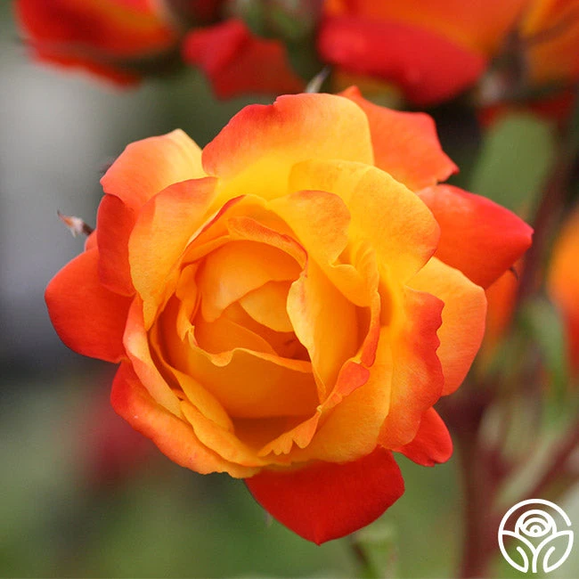 Piñata 4 Piñata - Image 4