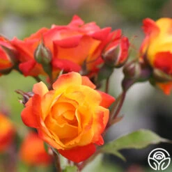 Best Seller -RoseLuxe Shop pinata 2