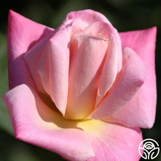 Pink Parfait 2 Pink Parfait - Image 2