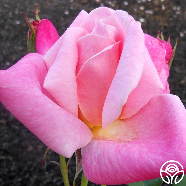 Pink Parfait 4 Pink Parfait - Image 4