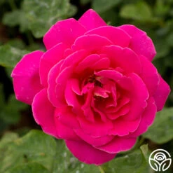 Pink Peace 7 Pink Peace -RoseLuxe Shop pink peace 2