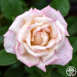 Pinkerbelle™ -RoseLuxe Shop pinkerbelle 3