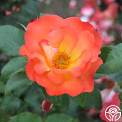 Playboy® -RoseLuxe Shop playboy 6 1 1