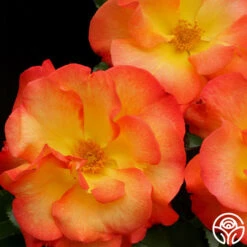 Playboy® -RoseLuxe Shop playboy 7 8