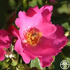 Playgirl™ 7 Playgirl™ -RoseLuxe Shop playgirl 3 5