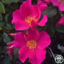 Playgirl™ 9 Playgirl™ -RoseLuxe Shop playgirl 5 1 1