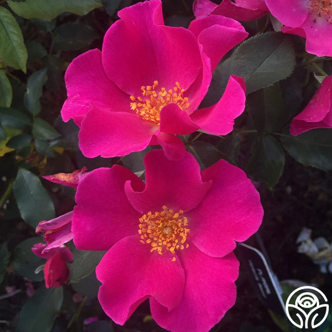 Playgirl™ 5 Playgirl™ - Image 5