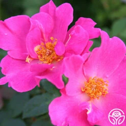 Playgirl™ 8 Playgirl™ -RoseLuxe Shop playgirl 6