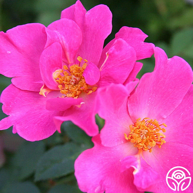 Playgirl™ 4 Playgirl™ - Image 4