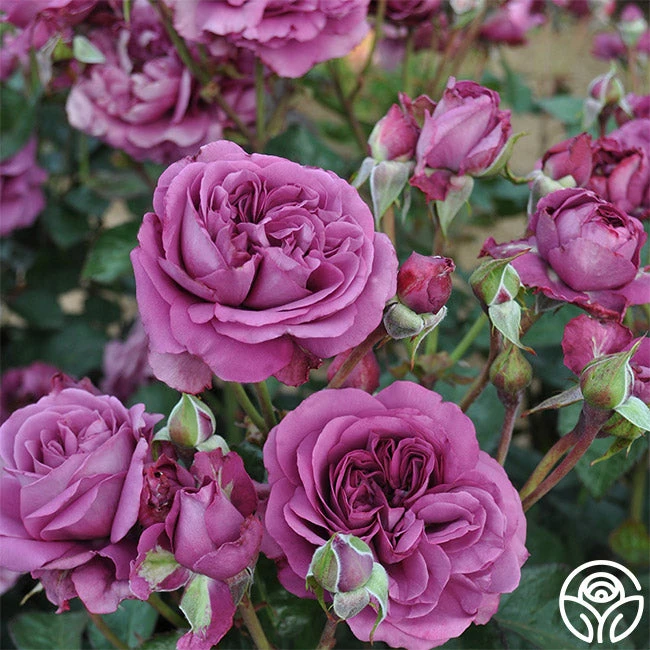 Sunbelt® Plum Perfect 2 Sunbelt® Plum Perfect - Image 2