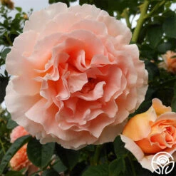 Polka® 18 Polka® -RoseLuxe Shop polka 2 4