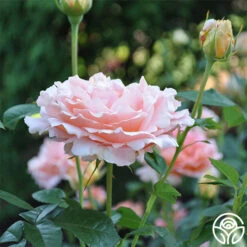 Polka® 24 Polka® -RoseLuxe Shop polka 3 5