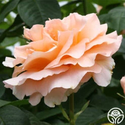 Polka® 26 Polka® -RoseLuxe Shop polka 4 2