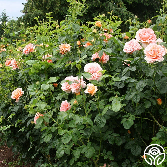 Polka® 6 Polka® - Image 6