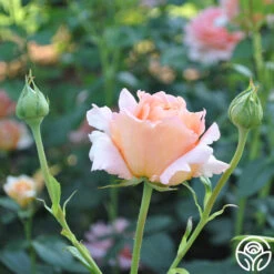 Polka® 28 Polka® -RoseLuxe Shop polka 6 5