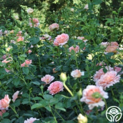 Polka® 29 Polka® -RoseLuxe Shop polka 8 5