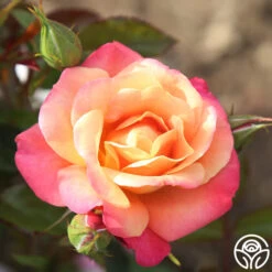 Polynesian Punch™ 24 Polynesian Punch™ -RoseLuxe Shop polynesian punch 5