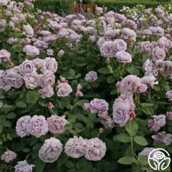 Poseidon™ -RoseLuxe Shop poseidon 4