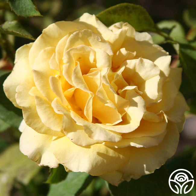 Pot 'O' Gold 2 Pot 'O' Gold - Image 2