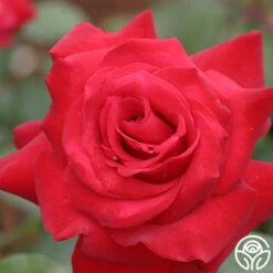 Precious Platinum -RoseLuxe Shop precious platinum 2