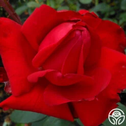 Precious Platinum -RoseLuxe Shop precious platinum 3 1