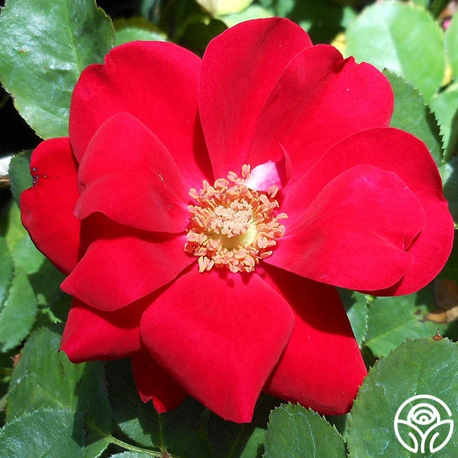 Preference® 1 Preference®