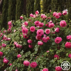 Best Seller -RoseLuxe Shop pretty in pink eden 5 1