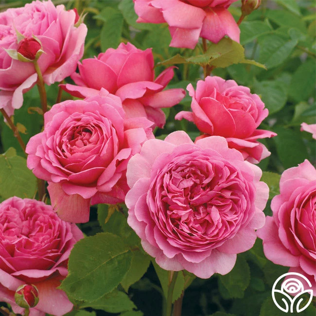 Princess Alexandra Of Kent 1 Princess Alexandra Of Kent