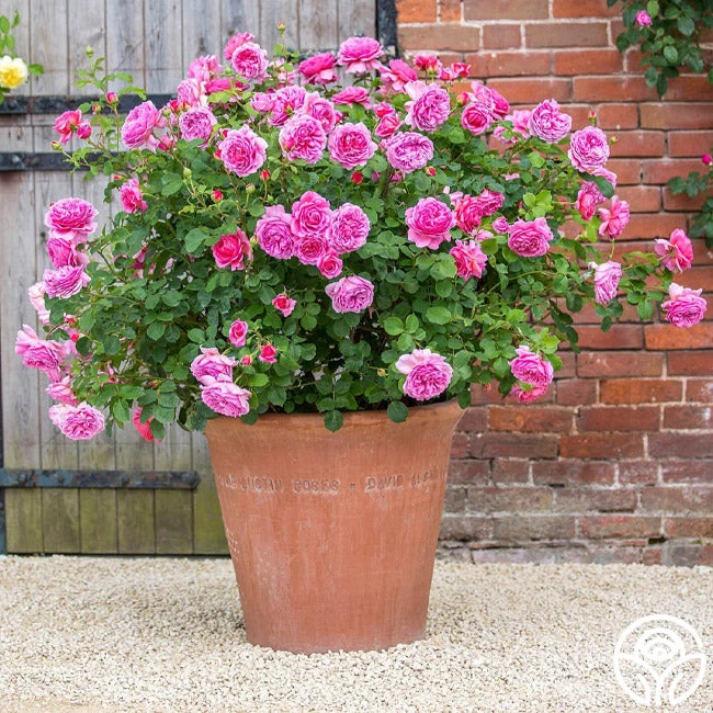 Princess Alexandra Of Kent 2 Princess Alexandra Of Kent - Image 2