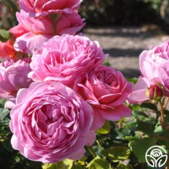 Princess Alexandra Of Kent 11 Princess Alexandra Of Kent -RoseLuxe Shop princess alexandra of kent logo 03