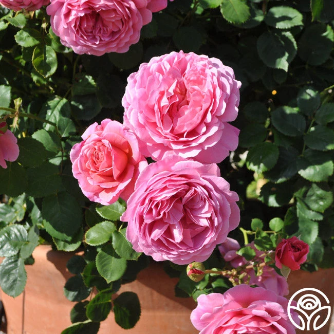 Princess Alexandra Of Kent 4 Princess Alexandra Of Kent - Image 4