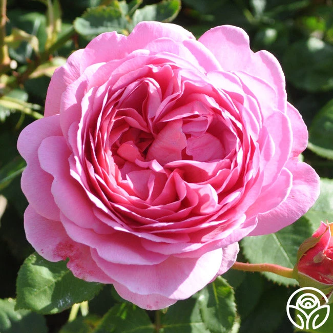 Princess Alexandra Of Kent 5 Princess Alexandra Of Kent - Image 5