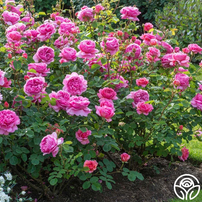 Princess Alexandra Of Kent 6 Princess Alexandra Of Kent - Image 6