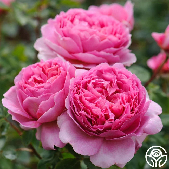 Princess Alexandra Of Kent 7 Princess Alexandra Of Kent - Image 7