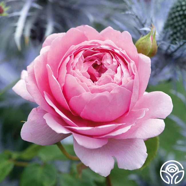 Princess Alexandra Of Kent 8 Princess Alexandra Of Kent - Image 8