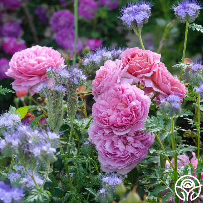 Princess Alexandra Of Kent 9 Princess Alexandra Of Kent - Image 9