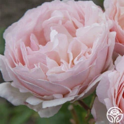 Princesse Charlene De Monaco® 17 Princesse Charlene De Monaco® -RoseLuxe Shop princesse charlene de monaco 3