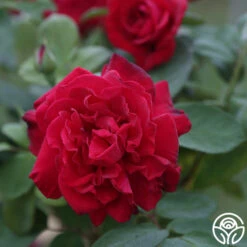 Best Seller -RoseLuxe Shop proud land 12